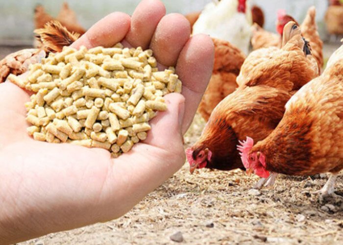 Chicken feed pellets