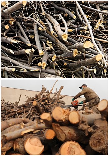 How to turn wood into sawdust? - How to turn wood into sawdust?（images 13）