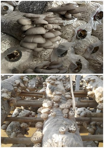 What is the purpose of the tree branch crusher - What is the purpose of the tree branch crusher(images 7)