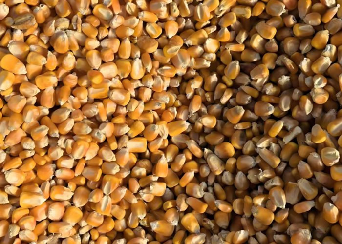 How to make chicken feed pellets - How to make chicken feed pellets（images 5）