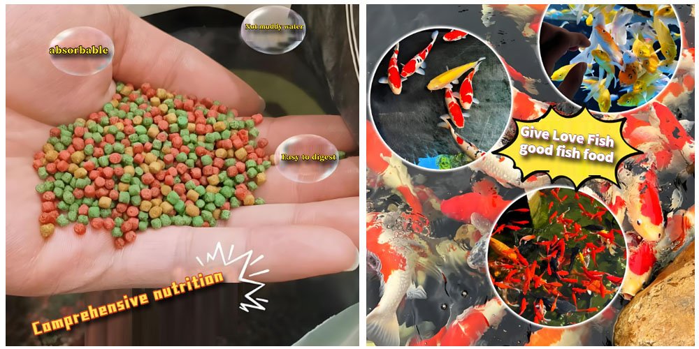 How to make homemade fish feed? - How to make homemade fish feed?（images 5）