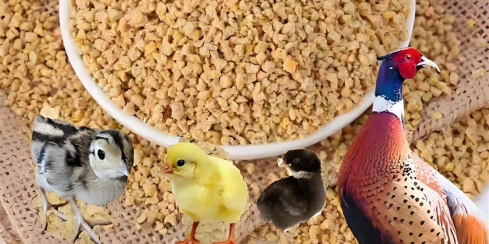What nutrients are contained in chicken feed - What nutrients are contained in chicken feed（images 1）