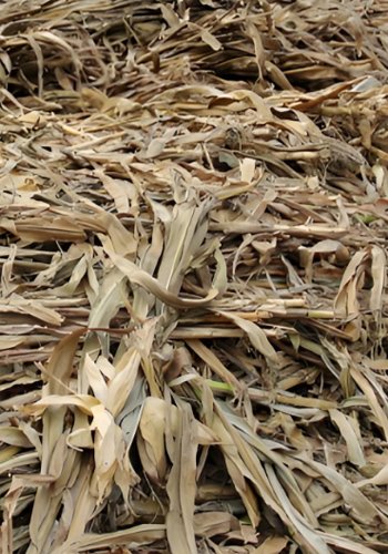 corn straw