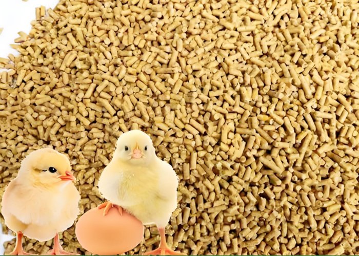 Chicken Feed