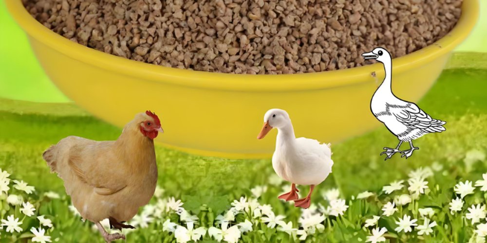 Chicken Feed