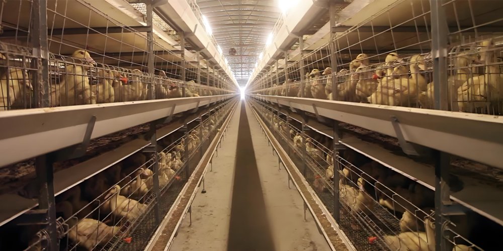 The Importance of Feed Pellets in Duck Farming? - The Importance of Feed Pellets in Duck Farming?（images 8）