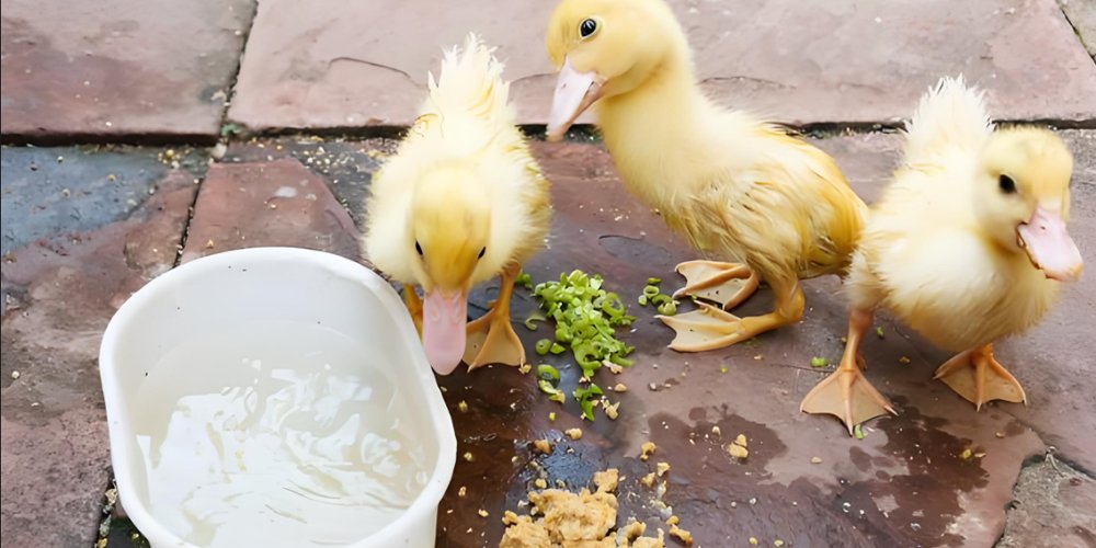 The Importance of Feed Pellets in Duck Farming? - The Importance of Feed Pellets in Duck Farming?（images 6）