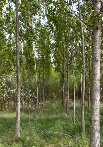 What are the Main Sources of Biomass Energy? - What are the Main Sources of Biomass Energy?（images 13）