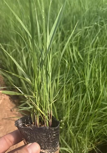 What are the Main Sources of Biomass Energy? - What are the Main Sources of Biomass Energy?（images 10）