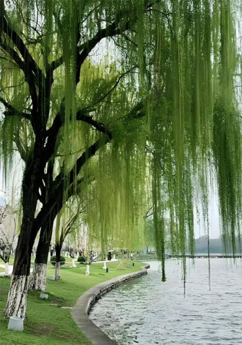 What are the Main Sources of Biomass Energy? - What are the Main Sources of Biomass Energy?（images 12）