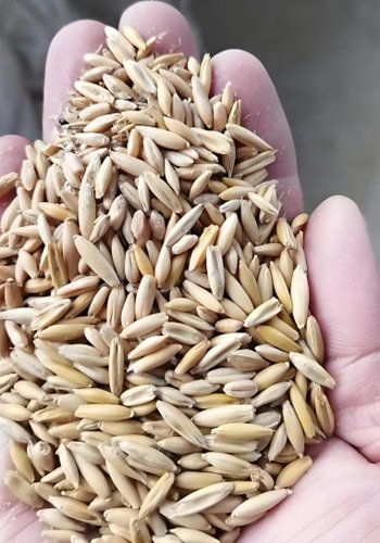 How to make homemade duck feed? - How to make homemade duck feed?（images 11）