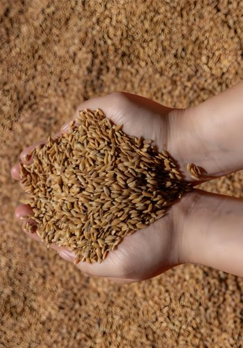 How to make homemade duck feed? - How to make homemade duck feed?（images 10）