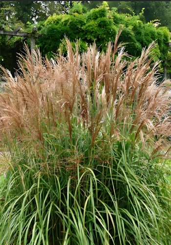 What are the Main Sources of Biomass Energy? - What are the Main Sources of Biomass Energy?（images 11）