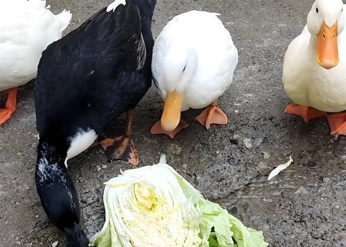 How to make homemade duck feed? - How to make homemade duck feed?（images 6）