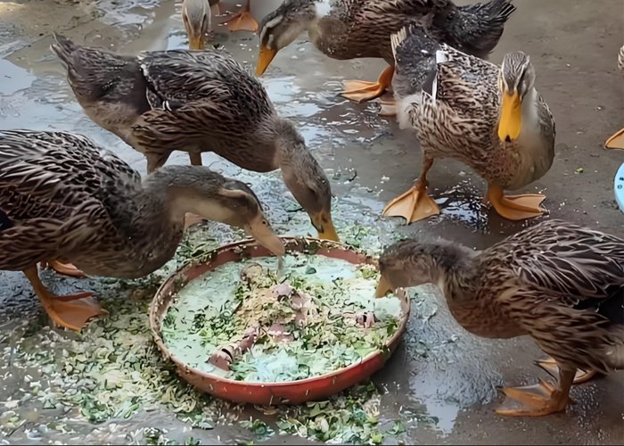 Types and Applications of Duck Feed Granules - Types and Applications of Duck Feed Granules（images 5）