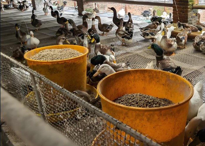 Types and Applications of Duck Feed Granules - Types and Applications of Duck Feed Granules（images 6）