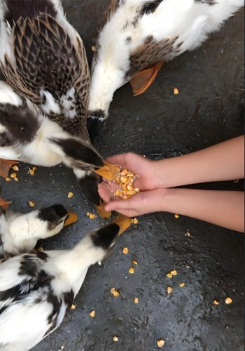 How to make homemade duck feed? - How to make homemade duck feed?（images 5）