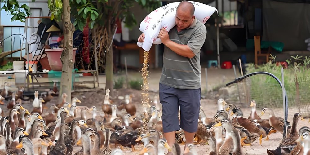 What Is The Best Feed For Ducks? - What Is The Best Feed For Ducks?（images 1）