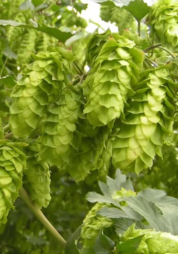 Make hops pellets for Craft Brewery - Make hops pellets for Craft Brewery(images 3)