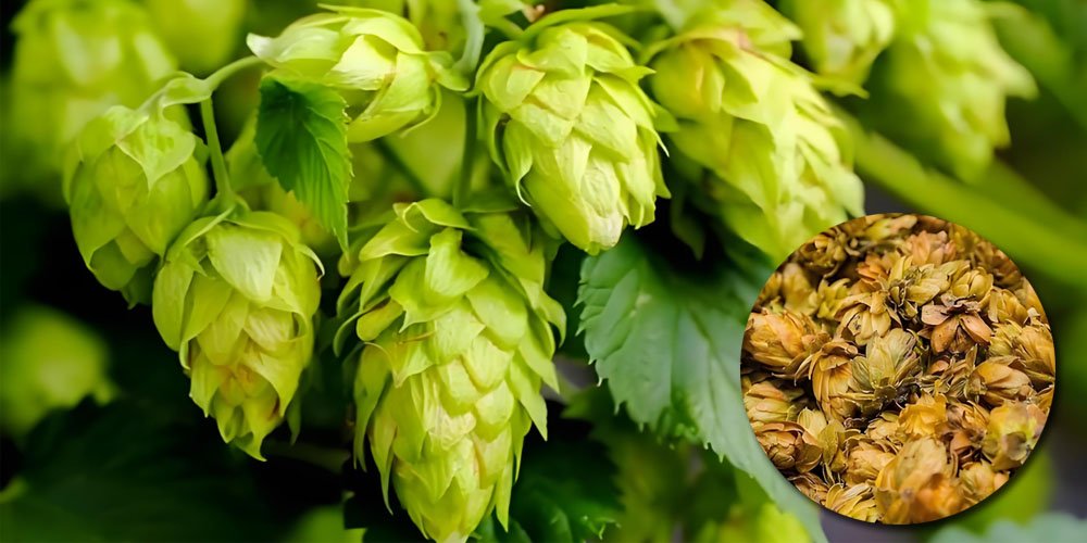 Make hops pellets for Craft Brewery - Make hops pellets for Craft Brewery(images 1)