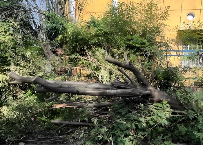 Feasibility of turning sawmill by-products into fuel pellets - Feasibility of turning sawmill by-products into fuel pellets（images 4）