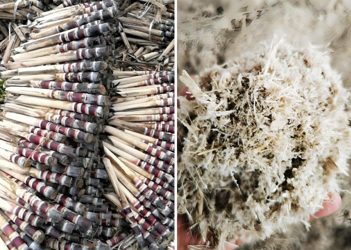 Thailand’s biomass resources and biomass pellet market - Thailand's biomass resources and biomass pellet market（images 2）