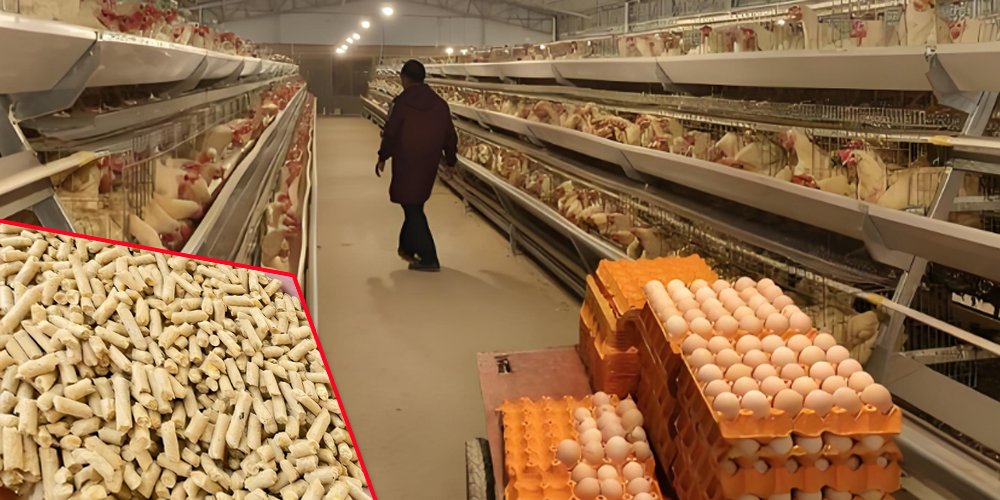 What is the best chicken feed formula? - What is the best chicken feed formula?（images 2）