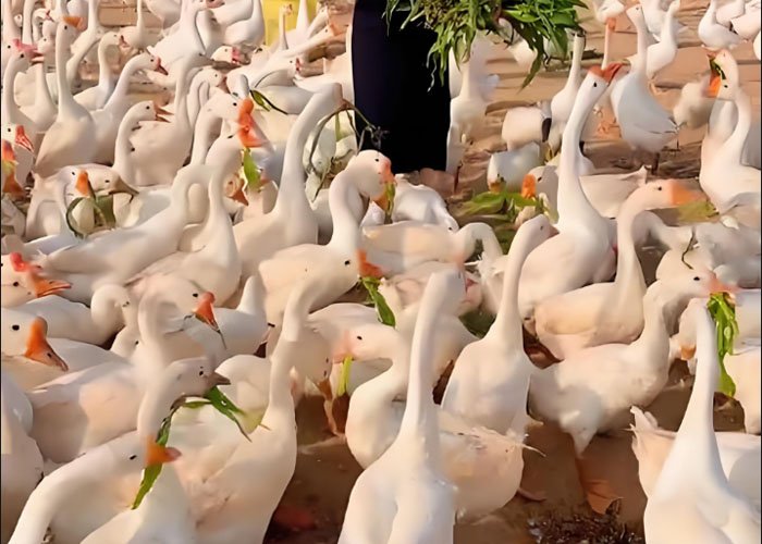 What Exactly Are Goose Feed Pellets Used For? - What Exactly Are Goose Feed Pellets Used For?(images 9)