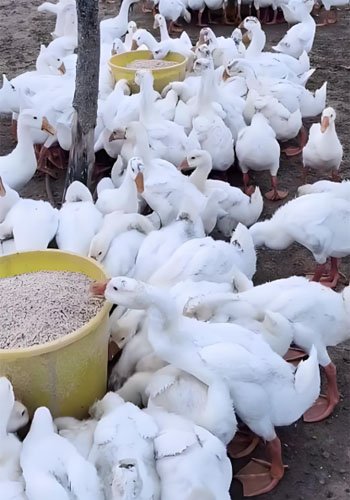 What Exactly Are Goose Feed Pellets Used For? - What Exactly Are Goose Feed Pellets Used For?(images 10)